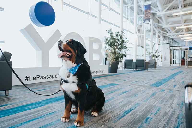 Dog greeting passengers at Quebec City airport