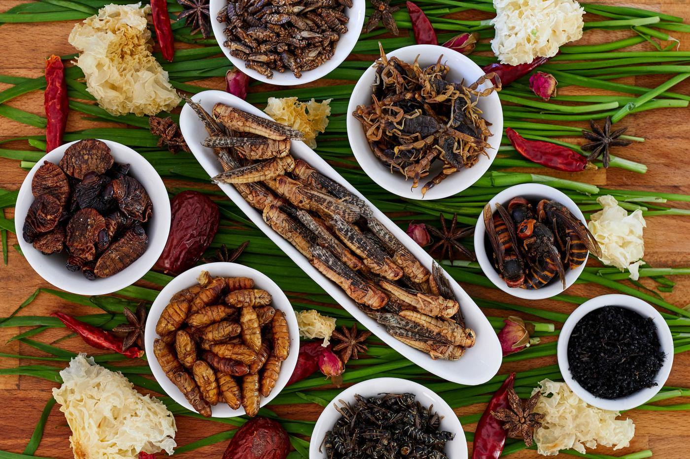 insects in food