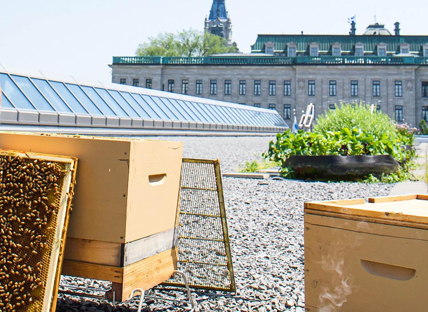 Roof of the Québec City Convention Centre in summer with bee hives and garden. View of the Parliament Building.