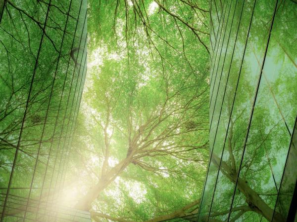 arbres entre les édifices