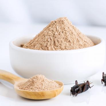 insectes alimentation québec